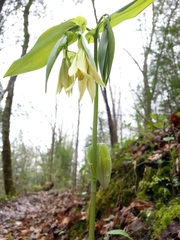Uvularia