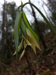 Uvularia