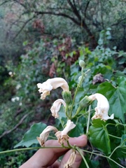 Amphilophium carolinae