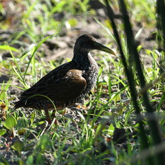 Pardirallus maculatus