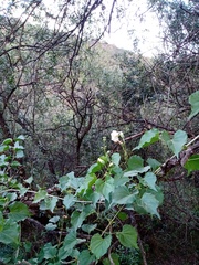 Amphilophium carolinae