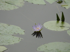 Nymphaea elegans