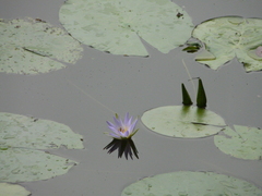 Nymphaea elegans