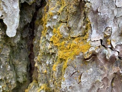 Xanthomendoza weberi