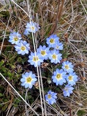 Gentiana sedifolia