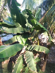 Musa