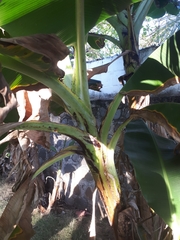 Musa