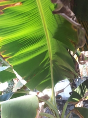 Musa