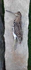 Gallinago nobilis
