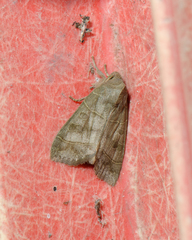 Ipimorpha pleonectusa