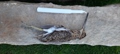 Gallinago nobilis