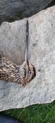 Gallinago nobilis