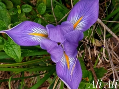 Iris unguicularis syriaca