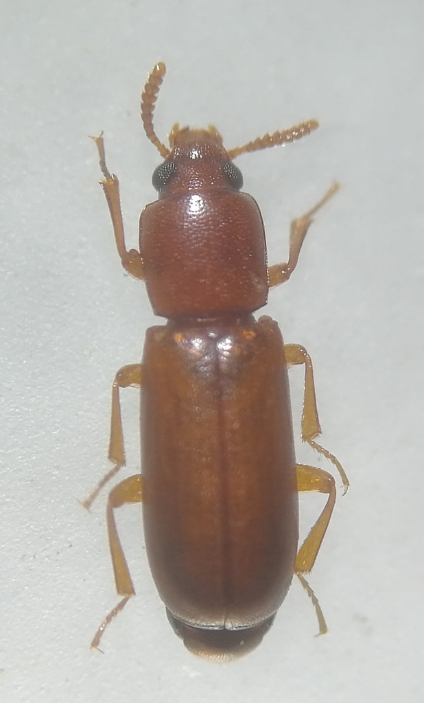 Corticeus longulus