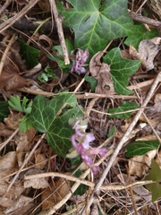Corydalis cava