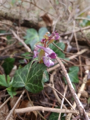 Corydalis cava