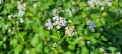 Praxelis clematidea
