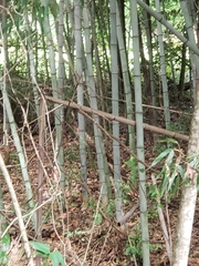 Phyllostachys nigra henonis