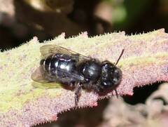 Andrena vulcana