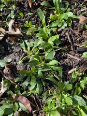 Erigeron philadelphicus