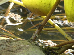 Insecta