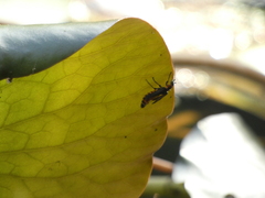Insecta