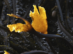 Laminaria setchellii