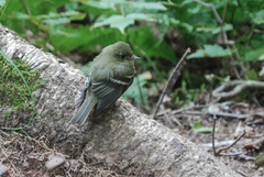 Empidonax flaviventris