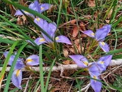 Iris unguicularis syriaca
