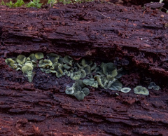 Chlorosplenium
