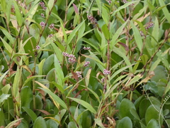 Persicaria