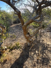 Bursera exequielii