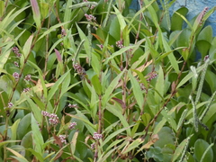 Persicaria