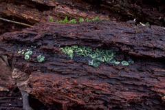 Chlorosplenium