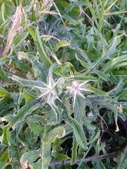 Centaurea iberica