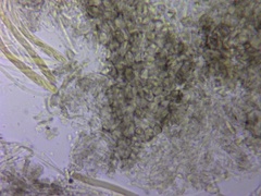 Chlorosplenium