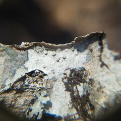Lecanora subpallens