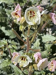 Chylismia