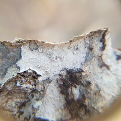 Lecanora subpallens