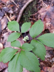 Panax trifolius