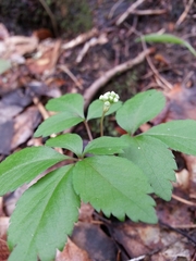Panax trifolius