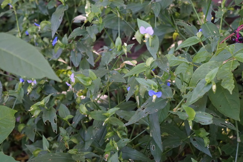 Commelina communis iNat (2)