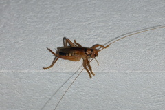 Rhaphidophoroidea