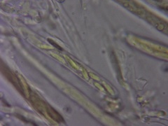 Chlorosplenium
