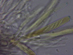 Chlorosplenium