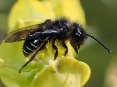 Andrena vulcana