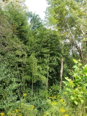 Phyllostachys nigra henonis