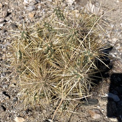 Cylindropuntia echinocarpa