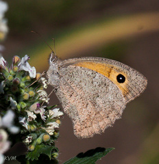Hyponephele lupinus