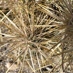 Cylindropuntia echinocarpa